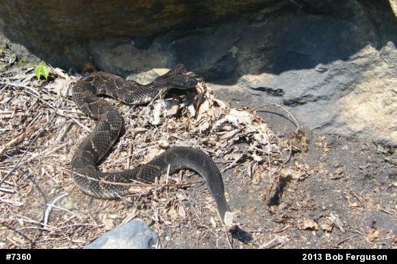 Timber Rattlesnake