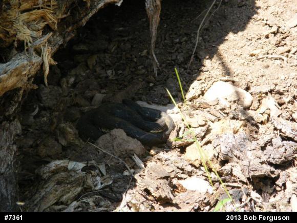 Timber Rattlesnake