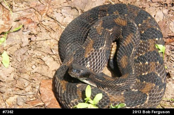 Timber Rattlesnake