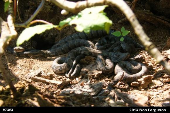 Timber Rattlesnake