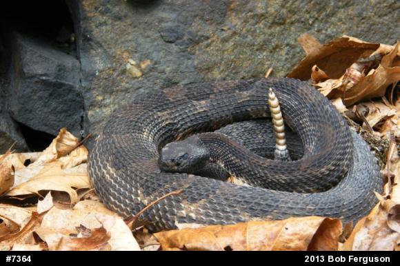 Timber Rattlesnake