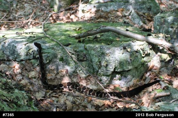 Timber Rattlesnake