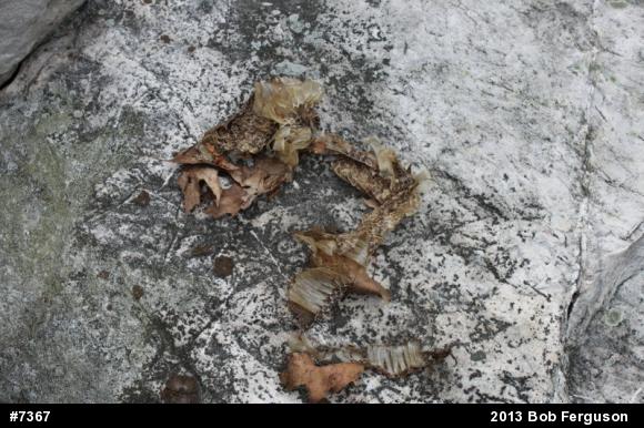 Timber Rattlesnake