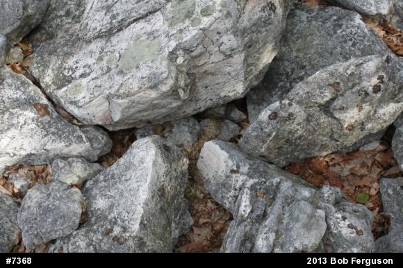 Timber Rattlesnake