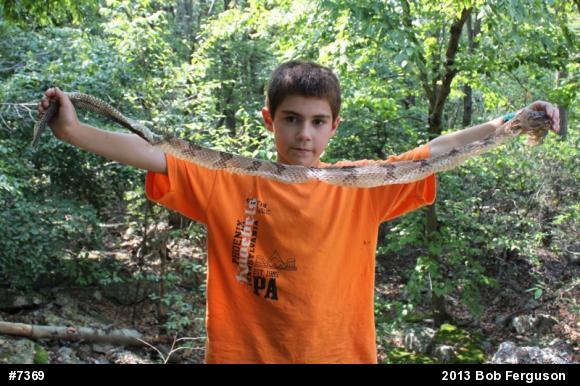 Timber Rattlesnake