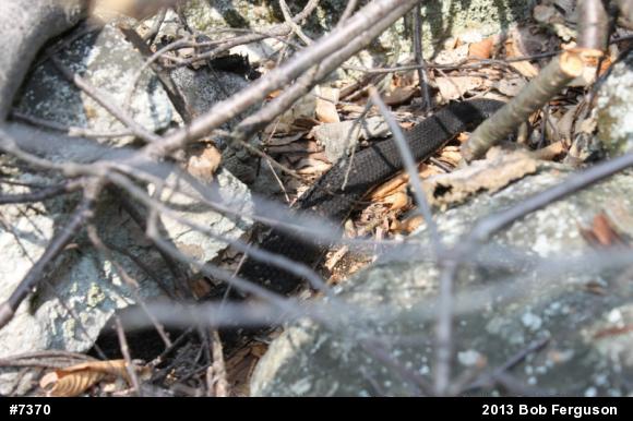 Timber Rattlesnake