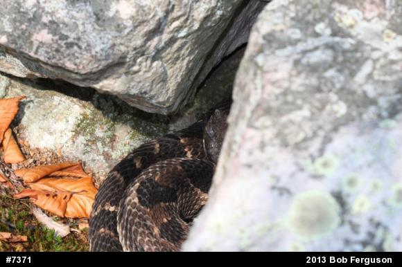 Timber Rattlesnake