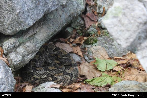 Timber Rattlesnake