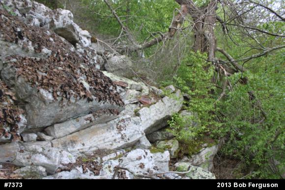 Timber Rattlesnake