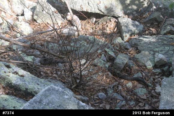 Timber Rattlesnake