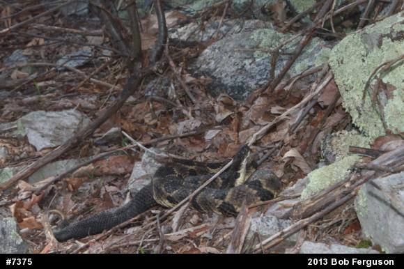 Timber Rattlesnake