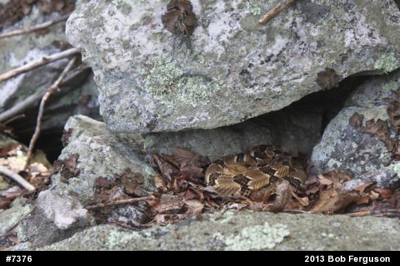 Timber Rattlesnake