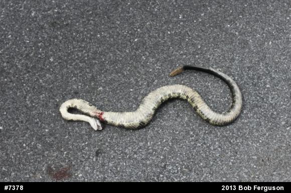 Timber Rattlesnake