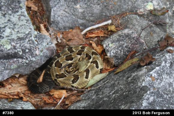 Timber Rattlesnake