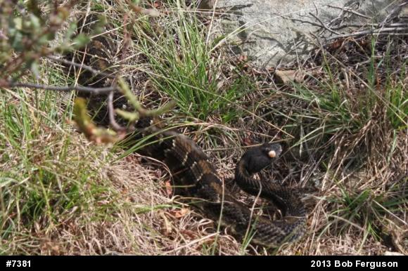 Timber Rattlesnake
