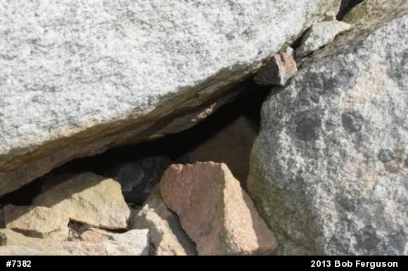 Timber Rattlesnake