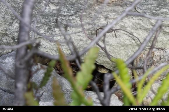 Timber Rattlesnake