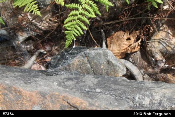 Timber Rattlesnake