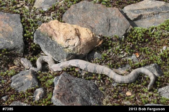 Timber Rattlesnake