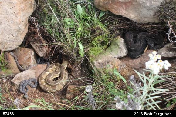 Timber Rattlesnake
