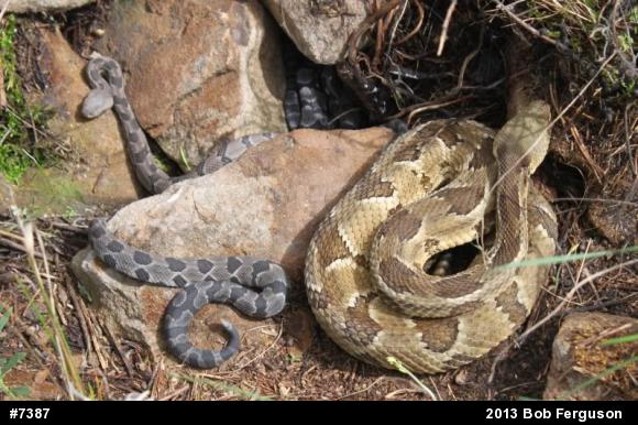 Timber Rattlesnake