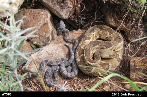 Timber Rattlesnake