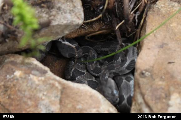 Timber Rattlesnake