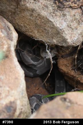 Timber Rattlesnake