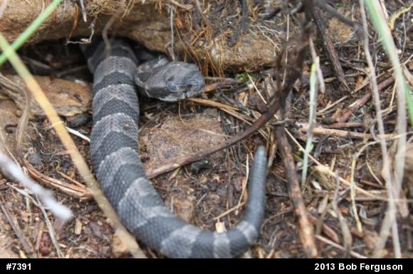 Timber Rattlesnake