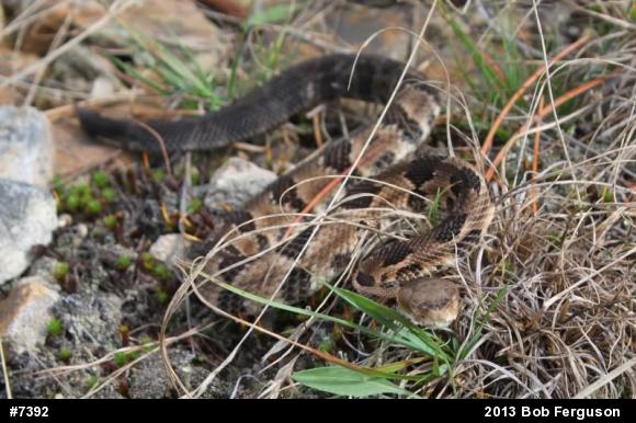 Timber Rattlesnake