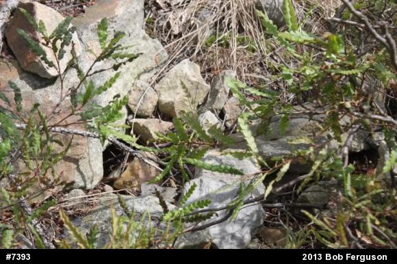 Timber Rattlesnake