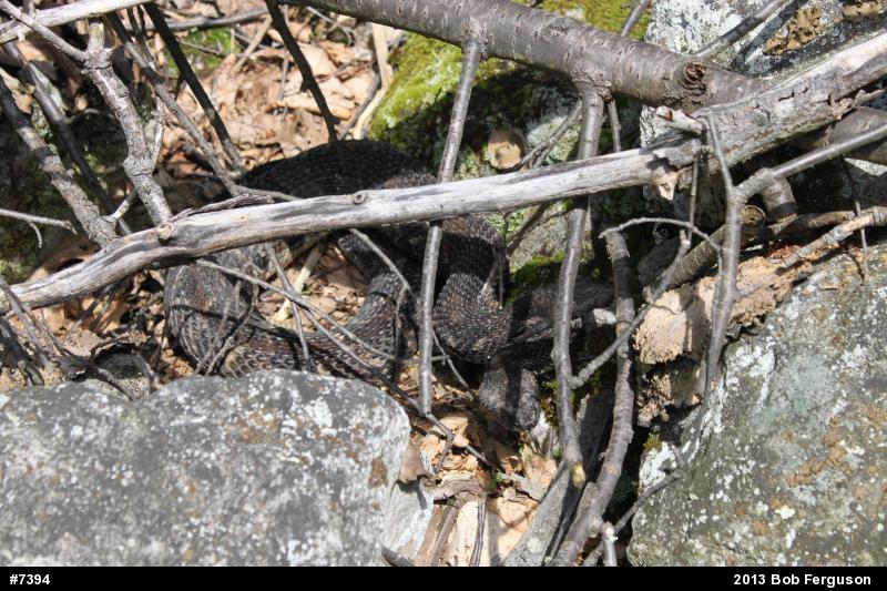 Timber Rattlesnake