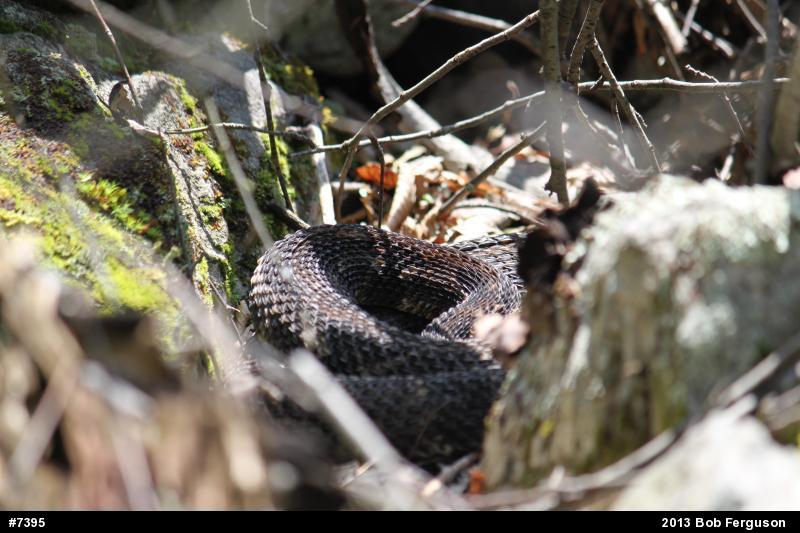 Timber Rattlesnake