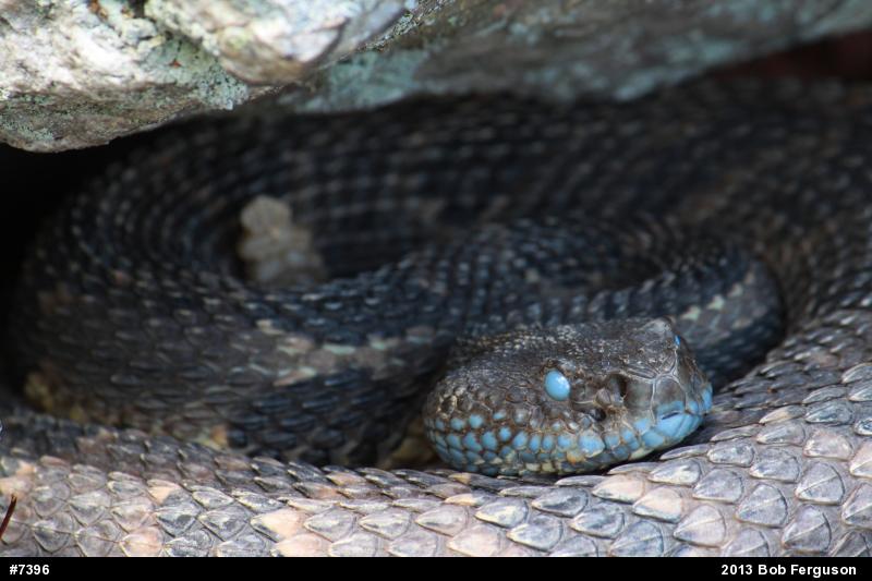 Timber Rattlesnake