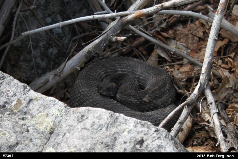 Timber Rattlesnake