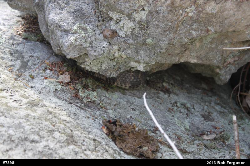 Timber Rattlesnake