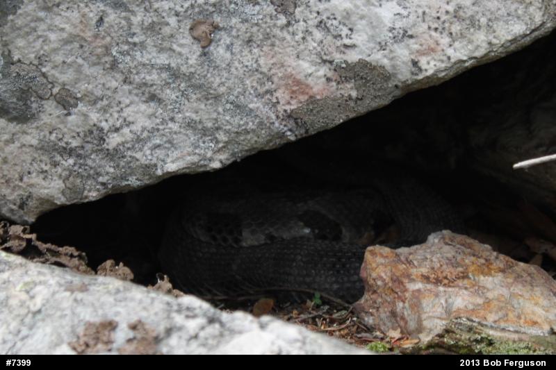 Timber Rattlesnake