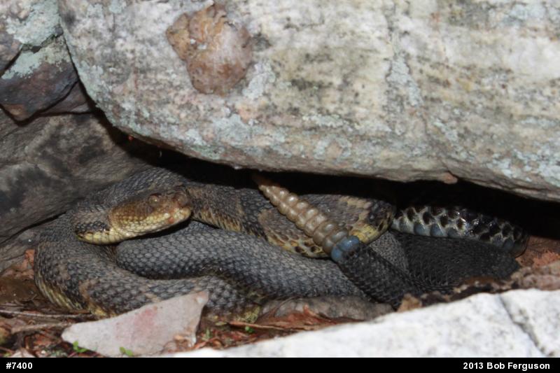 Timber Rattlesnake