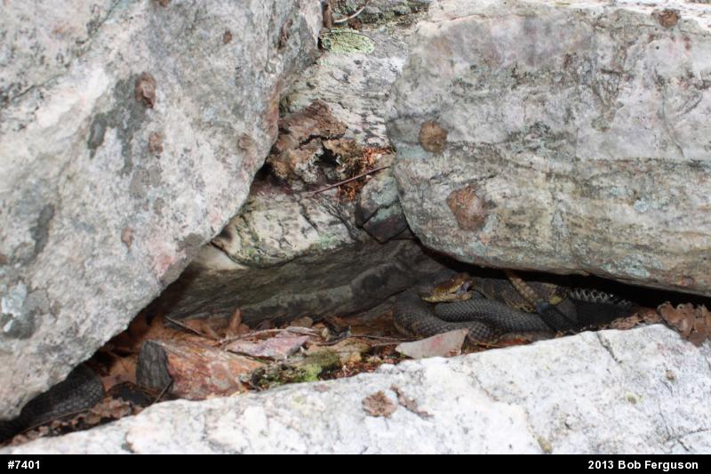 Timber Rattlesnake