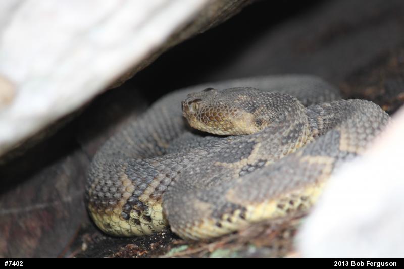 Timber Rattlesnake