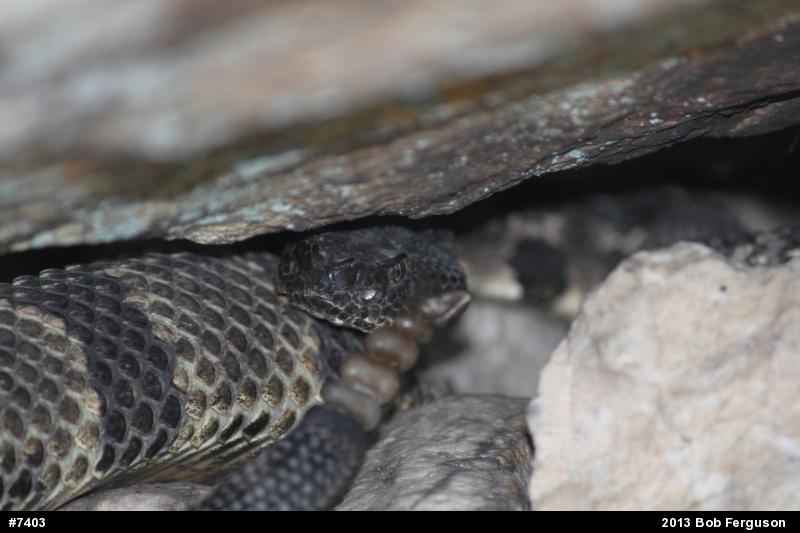 Timber Rattlesnake