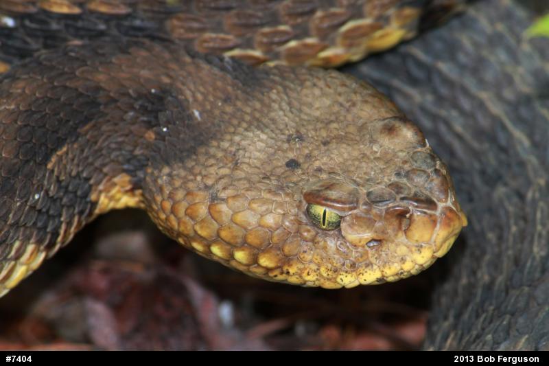 Timber Rattlesnake
