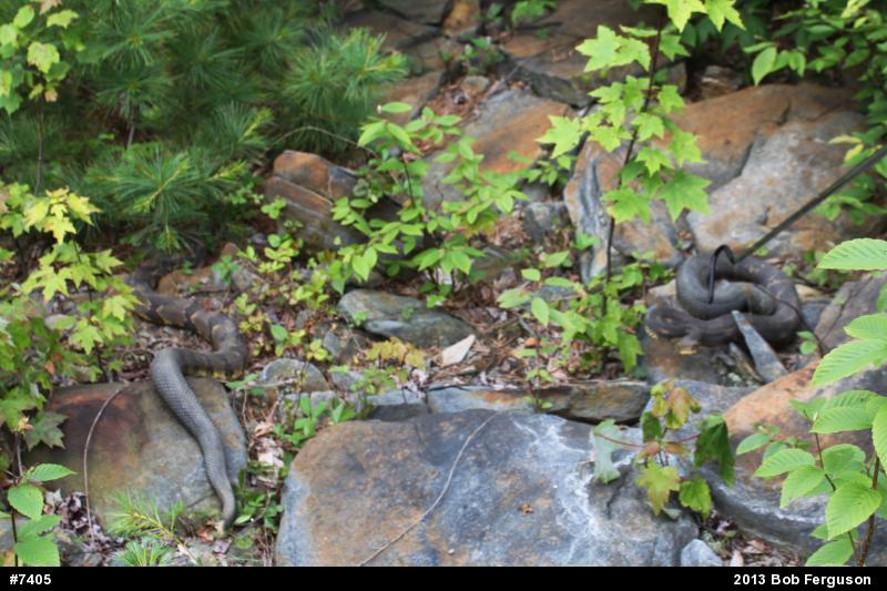 Timber Rattlesnake