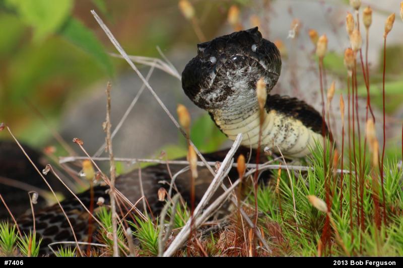 Timber Rattlesnake