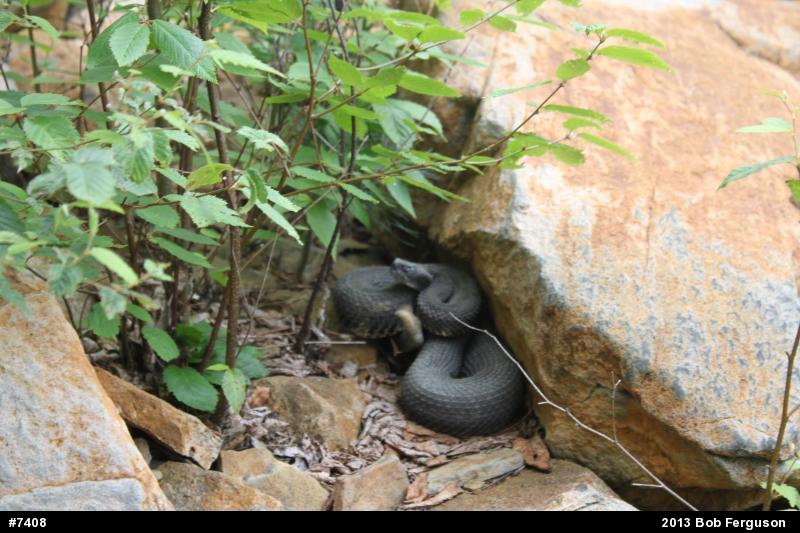 Timber Rattlesnake