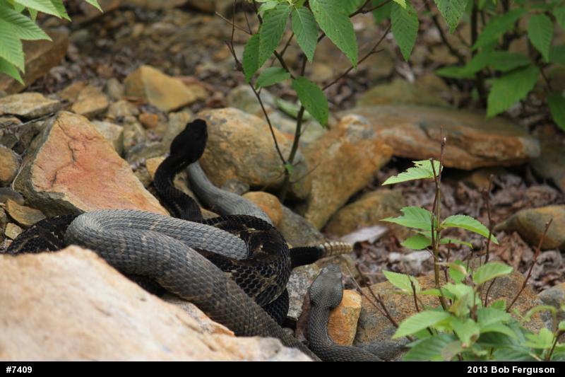Timber Rattlesnake