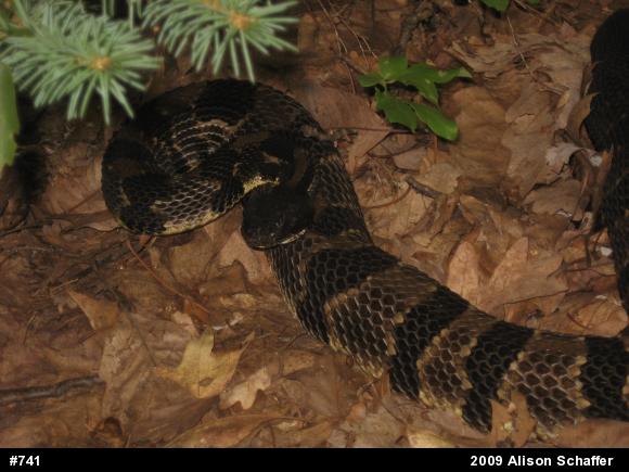 Timber Rattlesnake