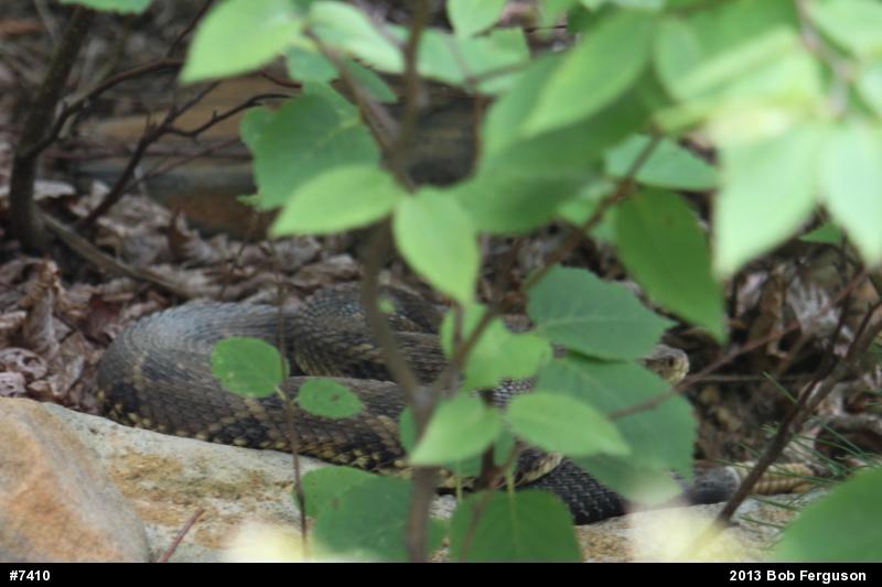 Timber Rattlesnake