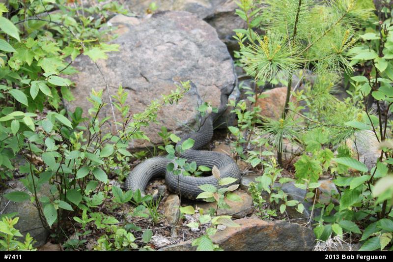 Timber Rattlesnake