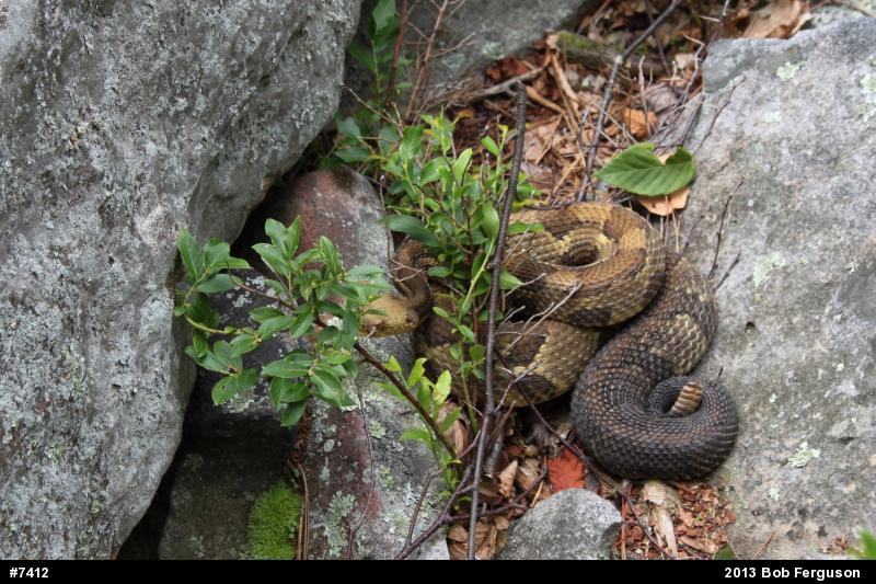 Timber Rattlesnake